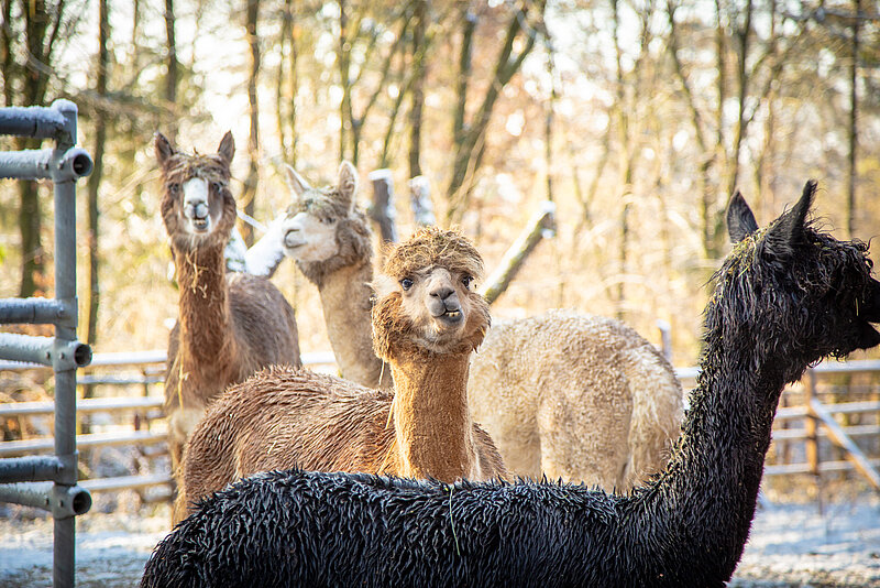 Nach einem Einbruch in den Wildpark Sommerhausen nimmt die Polizei kurz nach der Tat zwei Verdächtige vorläufig fest
