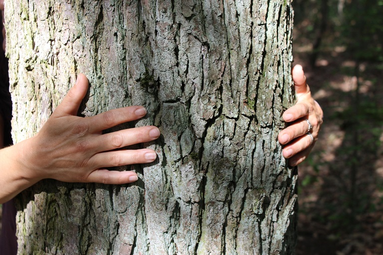 Auf Tuchfühlung mit alten „Baumpersönlichkeiten“: Waldbaden und Wandern im Naturpark Steigerwald