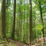 Tag der Artenvielfalt: Ein Nationalpark im Steigerwald als Schlüssel zum Schutz bedrohter Arten
