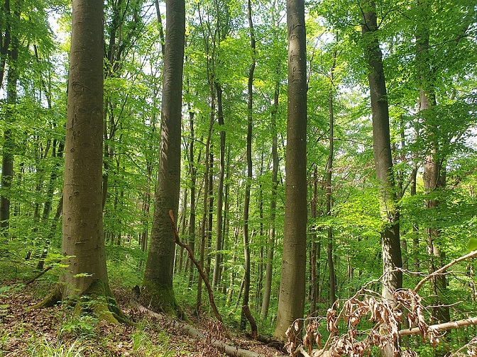 Tag der Artenvielfalt: Ein Nationalpark im Steigerwald als Schlüssel zum Schutz bedrohter Arten