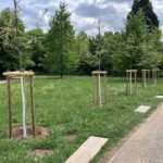 Neu gepflanzte Bäume erhalten mit einem Weißanstrich ihre „Sonnencreme“