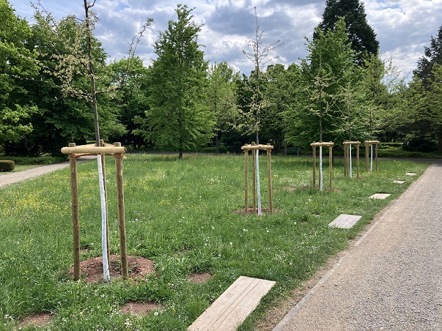 Neu gepflanzte Bäume erhalten mit einem Weißanstrich ihre „Sonnencreme“