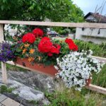 Wertvolle Tipps fürs Bepflanzen: Farbenfrohe Balkonkästen ja – aber bitte bienen- und insektenfreundlich!