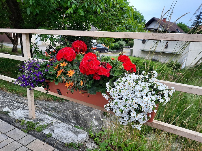 Wertvolle Tipps fürs Bepflanzen: Farbenfrohe Balkonkästen ja – aber bitte bienen- und insektenfreundlich!