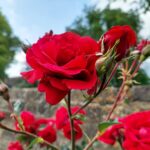 Symbolträchtige Bedeutung der Königin der Blumen: Fest der Rose im Würzburger Logenhaus