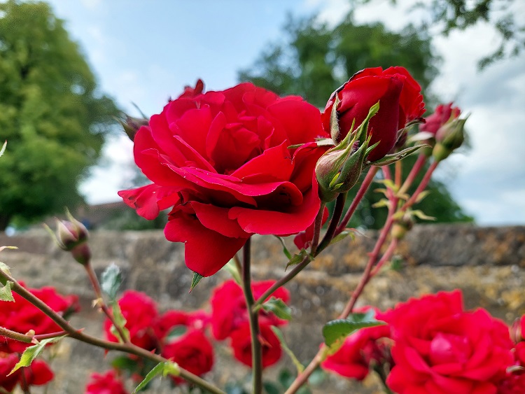 Symbolträchtige Bedeutung der Königin der Blumen: Fest der Rose im Würzburger Logenhaus