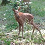 Die Wildparkfreunde suchen die schönsten Bilder für den Fotowettbewerb 2025 – und der Nachwuchs bei den Elchen sorgt für besondere Motive