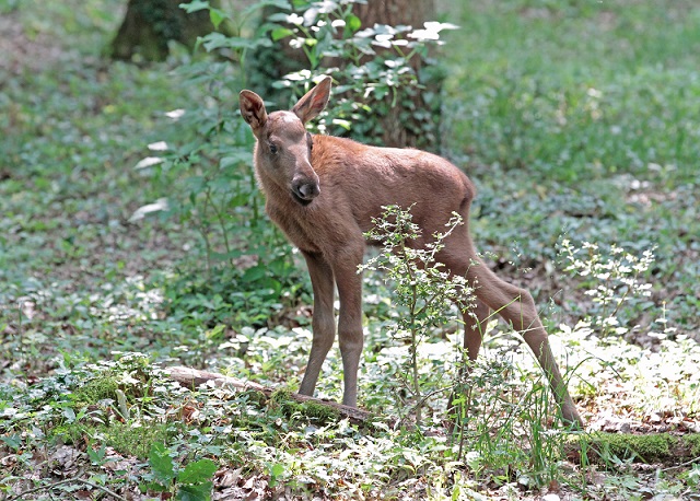 Die Wildparkfreunde suchen die schönsten Bilder für den Fotowettbewerb 2025 – und der Nachwuchs bei den Elchen sorgt für besondere Motive