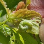 Starker Frostspannerbefall an Obstbäumen – und was Gartenbesitzer deshalb jetzt wissen sollten