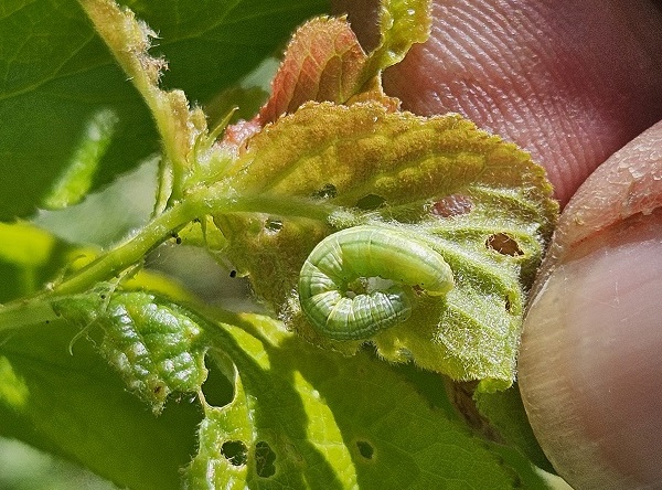 Starker Frostspannerbefall an Obstbäumen – und was Gartenbesitzer deshalb jetzt wissen sollten