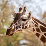 Aktionstag am längsten Tag des Jahres: Welt-Giraffen-Tag in der Stuttgarter Wilhelma