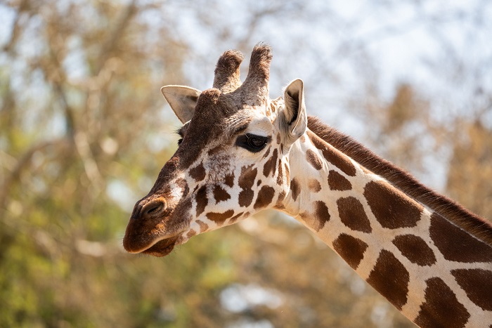Aktionstag am längsten Tag des Jahres: Welt-Giraffen-Tag in der Stuttgarter Wilhelma