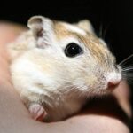 PETA erstattet Strafanzeige nach Tierquälerei in Frankfurter Schule: Videos zeigen, wie Mädchen einen Hamster peinigen