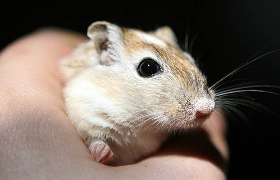 PETA erstattet Strafanzeige nach Tierquälerei in Frankfurter Schule: Videos zeigen, wie Mädchen einen Hamster peinigen