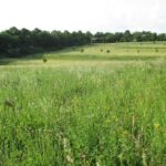 Unbekanntes Naturparadies im Stadtgebiet: Führung des Landschaftspflegeverbandes Stadt Würzburg durch den Kalten Grund