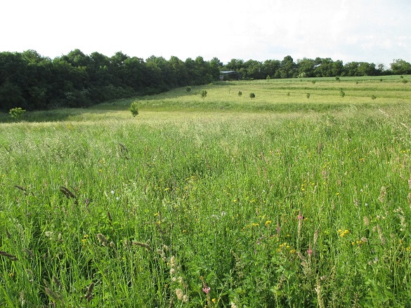 Unbekanntes Naturparadies im Stadtgebiet: Führung des Landschaftspflegeverbandes Stadt Würzburg durch den Kalten Grund