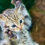 Tierisches aus Baden-Württemberg: Nachwuchs im Wildparadies Tripsdrill und bei den bei afrikanischen Waldantilopen in der Wilhelma