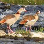 Nilgänse absichtlich überfahren: Wer kennt den Vollgas-Raser im blauen Renault Megane mit MSP-Zulassung?