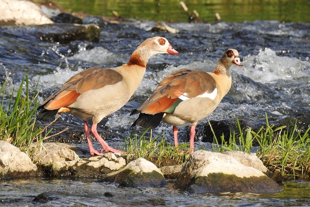 Nilgänse absichtlich überfahren: Wer kennt den Vollgas-Raser im blauen Renault Megane mit MSP-Zulassung?