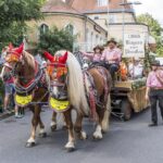 Für den historischen Festzug am traditionsreichen Rakoczy-Wochenende werden Pferdegespanne gesucht