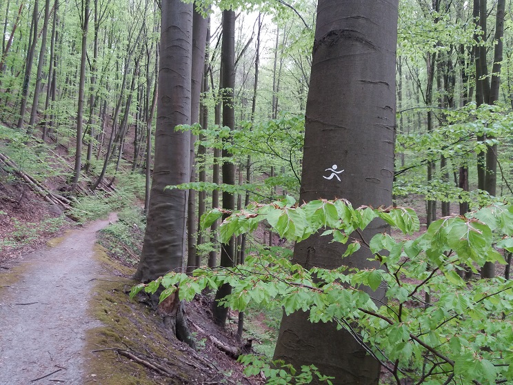 Spektakuläres Erlebniswandern in den Haßbergen: Der Schlangenweg und die Königseiche – MIT FOTOS!