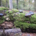 Weltumwelttag am 5. Juni: Der Steigerwald braucht Schutz – nicht die Säge.