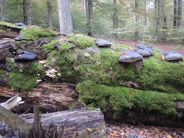 Weltumwelttag am 5. Juni: Der Steigerwald braucht Schutz – nicht die Säge.