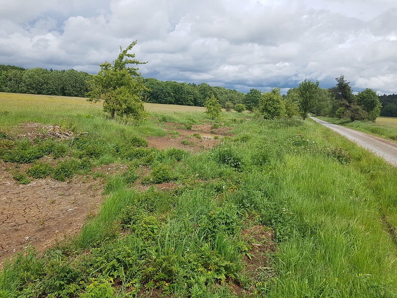 Heckenpflege für seltene Wiesenbrüter: Bayerische Staatsforsten Bad Brückenau engagieren sich für Schutz von bedrohten Arten