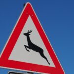 30 Wildunfälle innerhalb einer Woche: Die Polizei mahnt zur Aufmerksamkeit und gibt Tipps