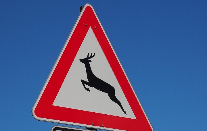 30 Wildunfälle innerhalb einer Woche: Die Polizei mahnt zur Aufmerksamkeit und gibt Tipps