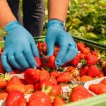 Vom Lohn bis zur Unterkunft: Erntehelfer in Mainfranken sind keine „Feldarbeiter 2. Klasse“