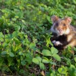 Gute Nachrichten für Feldhamster im Landkreis Würzburg: Das Schutzprogramm für den heimischen Nager wird fortgesetzt