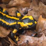 Die Welt der Amphibien und Reptilien: Thementag im Zoologisch-Botanischen Garten Stuttgart