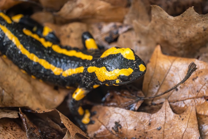 Die Welt der Amphibien und Reptilien: Thementag im Zoologisch-Botanischen Garten Stuttgart