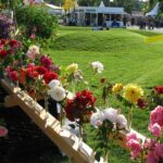 Rosen selbst veredeln: Der Kreisverband Gartenbau lädt zum Workshop ein