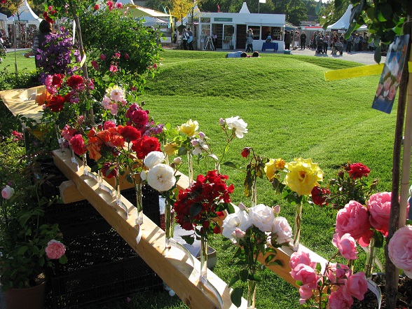 Rosen selbst veredeln: Der Kreisverband Gartenbau lädt zum Workshop ein