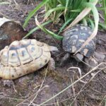 Herpes-Diagnose bei fünf ausgesetzten Landschildkröten: Naturschutzbehörde sucht verantwortungsvolle Halter