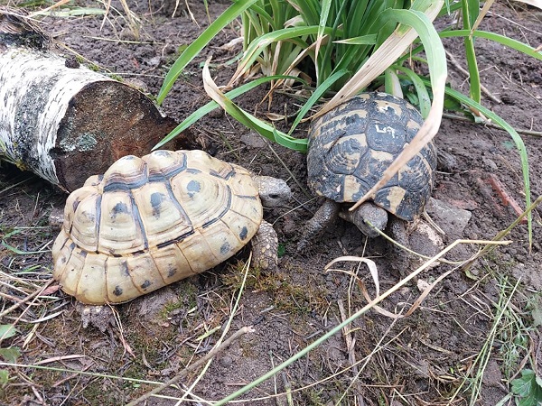 Herpes-Diagnose bei fünf ausgesetzten Landschildkröten: Naturschutzbehörde sucht verantwortungsvolle Halter