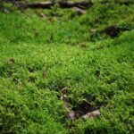 Grüne Unterfranken: „Lasst die Bevölkerung im Spessart selbst über das mögliche Biosphärenreservat entscheiden!“