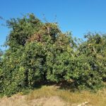 Alles rund um Bäume: Jetzt noch für die Ausbildung zum zertifizierten Obstbaumpfleger anmelden