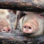 Tiertransporter auf der Autobahn fängt Feuer: 40 Schweine verenden