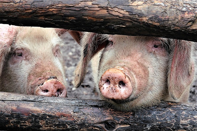 Tiertransporter auf der Autobahn fängt Feuer: 40 Schweine verenden