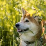 Herrenlose Hündin: Wer vermisst die reinrassige Shiba Inu in hellbraun / weiß?