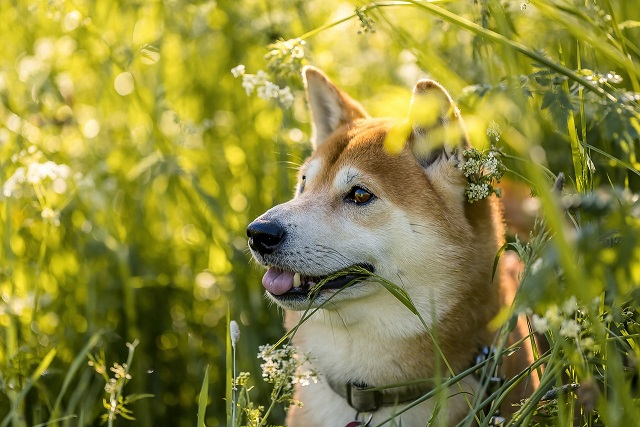 Herrenlose Hündin: Wer vermisst die reinrassige Shiba Inu in hellbraun / weiß?