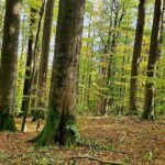 Zum Welttag des Naturschutzes: Der Steigerwald braucht konsequenten Schutz – jetzt!