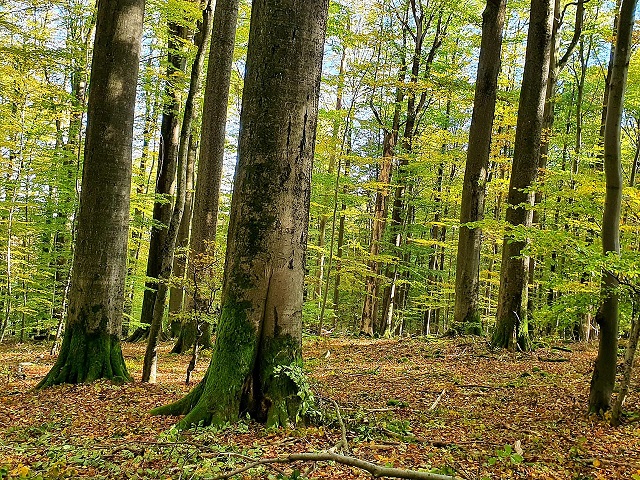 Zum Welttag des Naturschutzes: Der Steigerwald braucht konsequenten Schutz – jetzt!