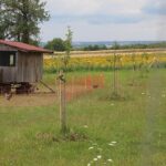 Förderprogramm „Streuobst für alle“: Wie jeder zum Erhalt der unterfränkischen Artenvielfalt beitragen kann