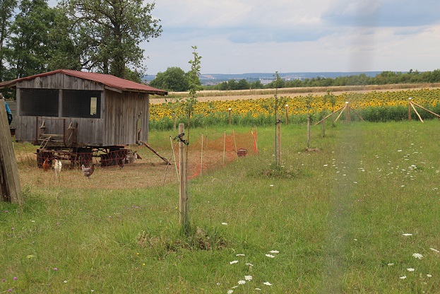Förderprogramm „Streuobst für alle“: Wie jeder zum Erhalt der unterfränkischen Artenvielfalt beitragen kann
