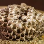 Abgezockte Auftraggeber: Vorsicht bei der Beseitigung von Wespennestern oder Rohrverstopfungen und der Bekämpfung von Schädlingen