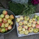 Äpfel ernten, aber richtig: Kreisfachberaterin Brigitte Goss gibt nützliche Tipps